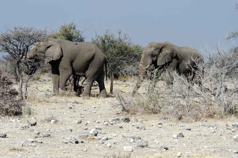 56 - Namibia - elefantes - parque nacional de Etosha